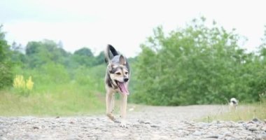 Mutlu melez köpek tasması takıyor yeşil alanda koşuyor, ağır çekimde.