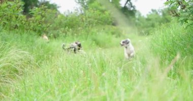 Üç mutlu melez köpek yeşil alanda koşuyor, ağır çekimde.