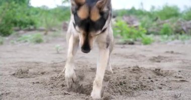 Tatlı melez köpek kumda çukur kazıyor, dışarıda yürüyor. yavaş çekim