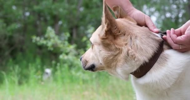 Mãos Masculinas Colocando Uma Coleira Cachorro Trela Seu Cão Andando — Vídeo de Stock