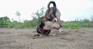 Tatlı melez köpek kumda çukur kazıyor, dışarıda yürüyor. yavaş çekim