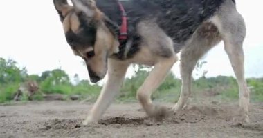 Tatlı melez köpek kumda çukur kazıyor, dışarıda yürüyor. yavaş çekim