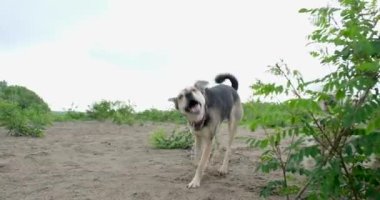Komik melez köpek kum silkeliyor, ağır çekim.