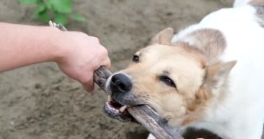 Köpekten sopa çekip dışarıda oynayan tanınmamış bir adam. yavaş çekim