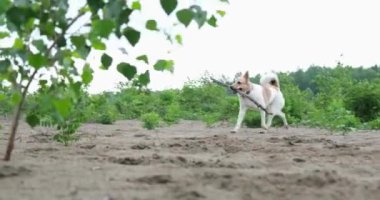 Mutlu melez köpek tasması takıyor yeşil tarlada elinde sopayla koşuyor