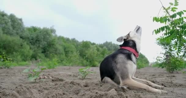 Cão Coçar Pescoço Sentado Chão Câmera Lenta — Vídeo de Stock