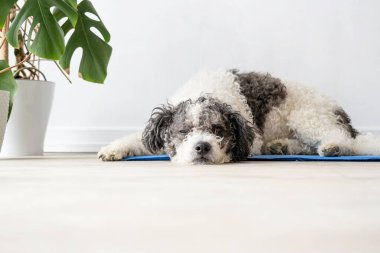 Hayvan bakımı. Hoş, rahat melez köpek sıcak bir günde serin bir paspasın üzerine uzanmış yukarı bakıyor, beyaz duvar arka planı, yaz sıcağı. Boşluğu kopyala