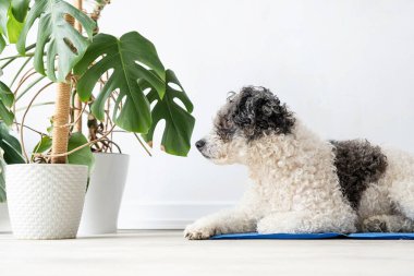 Hayvan bakımı. Hoş, rahat melez köpek sıcak bir günde serin bir paspasın üzerine uzanmış yukarı bakıyor, beyaz duvar arka planı, yaz sıcağı. Boşluğu kopyala