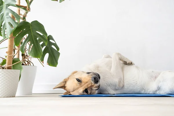 Pet Care Cute Relaxed Mixed Breed Dog Lying Cool Mat — Stock Photo, Image