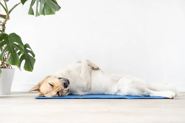 Pet Care Cute Relaxed Mixed Breed Dog Lying Cool Mat — Stock Photo, Image
