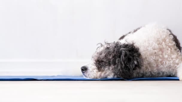 Haustierbetreuung Netter Entspannter Mischlingshund Der Heißen Tagen Auf Einer Kühlen — Stockvideo