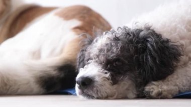 Hayvan bakımı. Hoş, rahat melez köpek sıcak bir günde serin bir paspasın üzerine uzanmış yukarı bakıyor, beyaz duvar arka planı, yaz sıcağı. Boşluğu kopyala