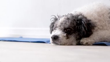 Hayvan bakımı. Hoş, rahat melez köpek sıcak bir günde serin bir paspasın üzerine uzanmış yukarı bakıyor, beyaz duvar arka planı, yaz sıcağı. Boşluğu kopyala