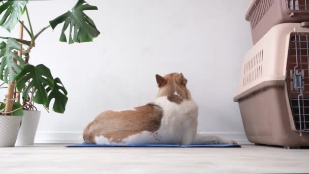 Huisdierenzorg Leuke Ontspannen Gemengde Ras Hond Liggend Koele Mat Warme — Stockvideo