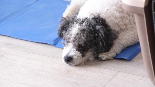 Pet Care Cute Relaxed Mixed Breed Dog Lying Cool Mat — Stock Video