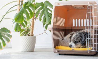 Hayvanlar için seyahat kutusu. Şirin bichon friz köpeği gezici hayvan taşıyıcısında uyuyor, beyaz duvar arka planı, kopyalama alanı