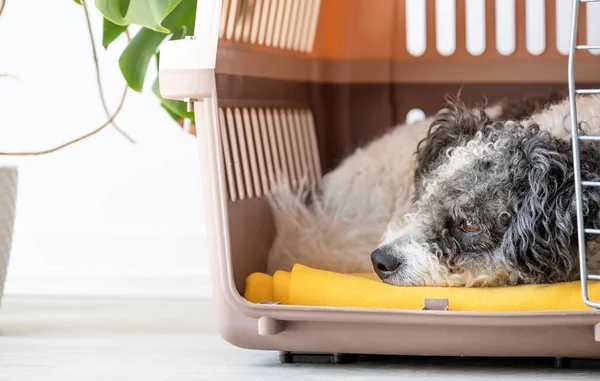 Skrzynka Podróżna Dla Zwierząt Cute Bichon Frise Pies Śpi Podróży — Zdjęcie stockowe