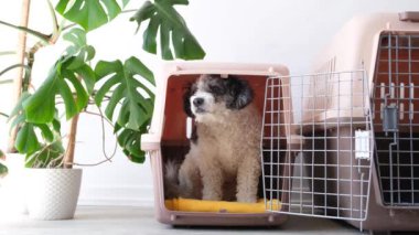 Erkek elleri köpeğine tasma takıyor, dışarıda yürüyor.