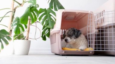 Hayvanlar için seyahat kutusu. Şirin bichon friz köpeği gezici hayvan taşıyıcısında uyuyor, beyaz duvar arka planı, kopyalama alanı