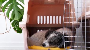 Hayvanlar için seyahat kutusu. Şirin bichon friz köpeği gezici hayvan taşıyıcısında uyuyor, beyaz duvar arka planı, kopyalama alanı