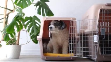 Hayvanlar için seyahat kutusu. Sevimli bichon friz köpeği, gezici hayvan taşıyıcısında yatıyor, beyaz duvar arka planı
