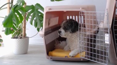 Hayvanlar için seyahat kutusu. Sevimli bichon friz köpeği, gezici hayvan taşıyıcısında yatıyor, beyaz duvar arka planı