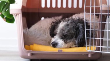 Hayvanlar için seyahat kutusu. Sevimli bichon friz köpeği, gezici hayvan taşıyıcısında yatıyor, beyaz duvar arka planı