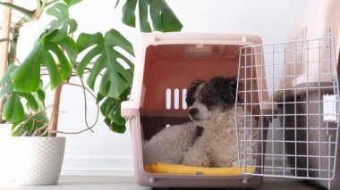 Hayvanlar için seyahat kutusu. Sevimli bichon friz köpeği, gezici hayvan taşıyıcısında yatıyor, beyaz duvar arka planı