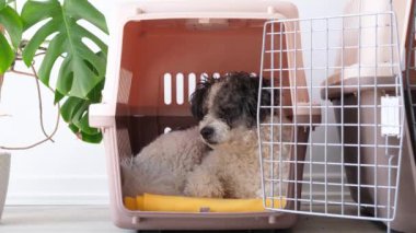 Hayvanlar için seyahat kutusu. Sevimli bichon friz köpeği, gezici hayvan taşıyıcısında yatıyor, beyaz duvar arka planı