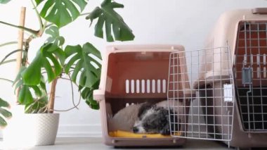 Hayvanlar için seyahat kutusu. Sevimli bichon friz köpeği, gezici hayvan taşıyıcısında yatıyor, beyaz duvar arka planı