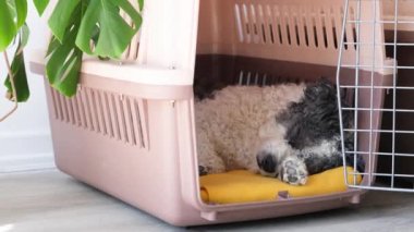 Hayvanlar için seyahat kutusu. Sevimli bichon friz köpeği, gezici hayvan taşıyıcısında yatıyor, beyaz duvar arka planı