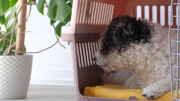 Transportlåda För Djur Söt Bichon Frise Hund Ligger Resor Sällskapsdjur — Stockvideo
