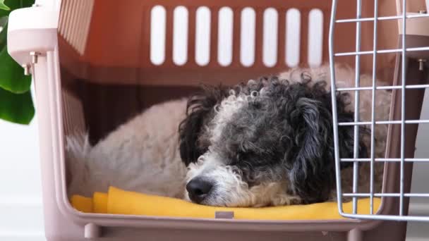 Transportbox Für Tiere Niedlicher Bichon Frise Hund Liegt Reisekoffer Weißer — Stockvideo