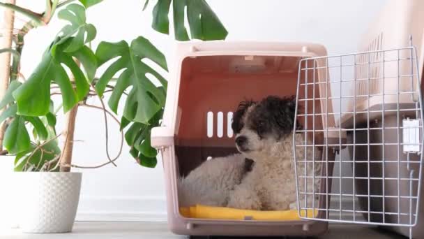 Travel Carrier Box Animals Cute Bichon Frise Dog Lying Travel — Stock Video