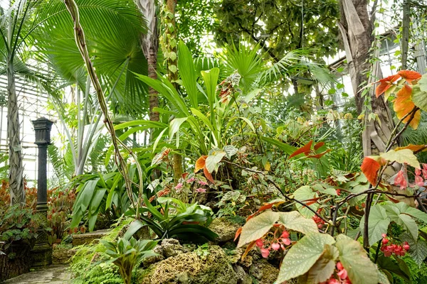 エキゾチックな植物と木 自然の背景を持つ熱帯温室 — ストック写真