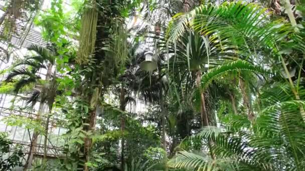Estufa Tropical Com Plantas Árvores Exóticas Fundo Natureza — Vídeo de Stock