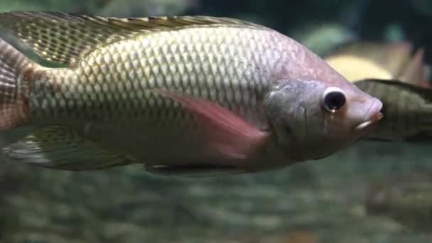 Ψάρια Κάτω Από Την Επιφάνεια Του Νερού Αντανάκλαση — Αρχείο Βίντεο