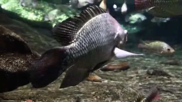 反射する熱帯の水面下の魚 — ストック動画