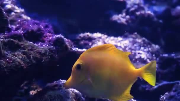 Altında Yansımalı Tropikal Balıklar — Stok video