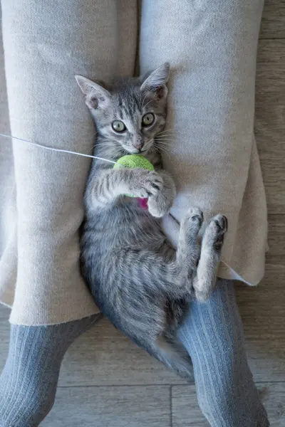 Pet Care Cute Gray Kitten Lying Legs Playing Toy — Stock Photo, Image