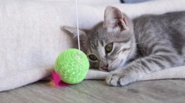 Oldukça gri çizgili 2 aylık kedi yavrusu oyuncakla oynuyor, sahibinin kucağında oturuyor.