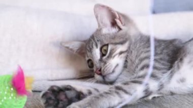 Oldukça gri soyulmuş 2 aylık kedi yavrusu oyuncakla oynuyor, sahibinin kucağında oturuyor, sdlow motion