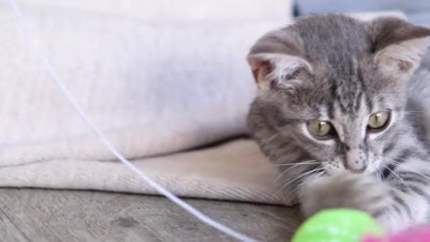 Pretty Gray Stripped Months Old Kitten Playing Toy Sitting Owner — Stock Video
