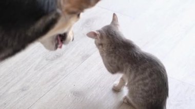 Büyük köpek ve küçük kedi birlikte yaşıyor, kedi temizliyor, köpek ve kediye bakıyor.