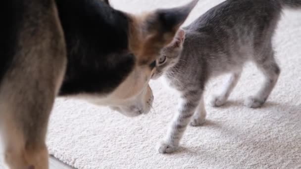 Velký Pes Malé Koťátko Čenichají Doma Kočka Dívá Napjatě Psa — Stock video