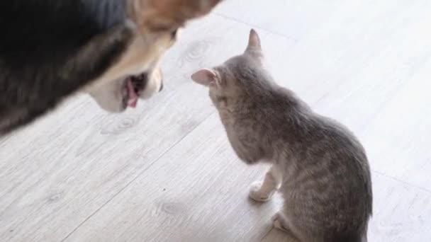Velký Pes Koťátko Žijí Spolu Kočka Čistí Ignoruje Psa Pes — Stock video