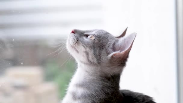 Closeup Pretty Gray Months Old Kitten Looking Window Slow Motion — Stock Video