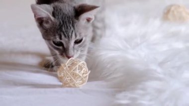 Gri çizgili kedi yavrusu evdeki yumuşak halıda topla oynuyor.