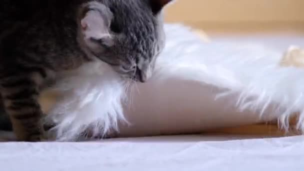 Pretty Gray Months Old Kitten Playing Biting White Fluffy Rug — Stock Video