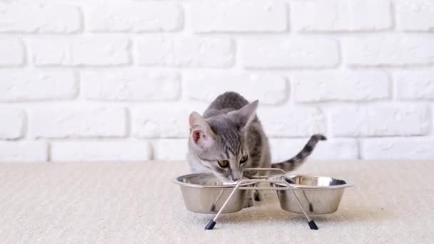 かわいいおかしな2ヶ月 子猫は家で金属製のボウルからミルクを飲んで フロントビュー 白いレンガの壁 — ストック動画